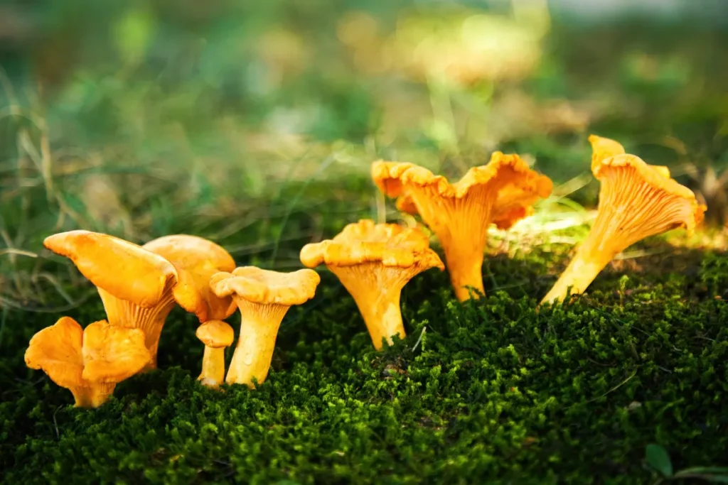 chanterelles